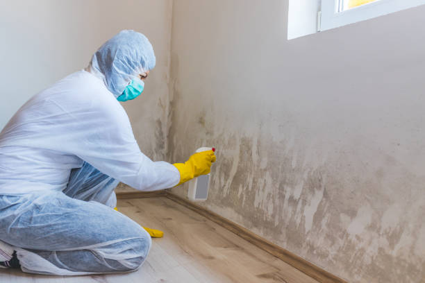 Licensed Mold Remediation service in Burien, WA - 24 Hour Mold Removal