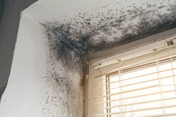 Affordable Mold Remediation solutions in Burien, WA
