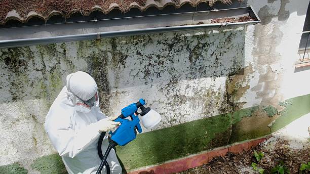 Top rated local Mold Remediation specialists in Burien, WA